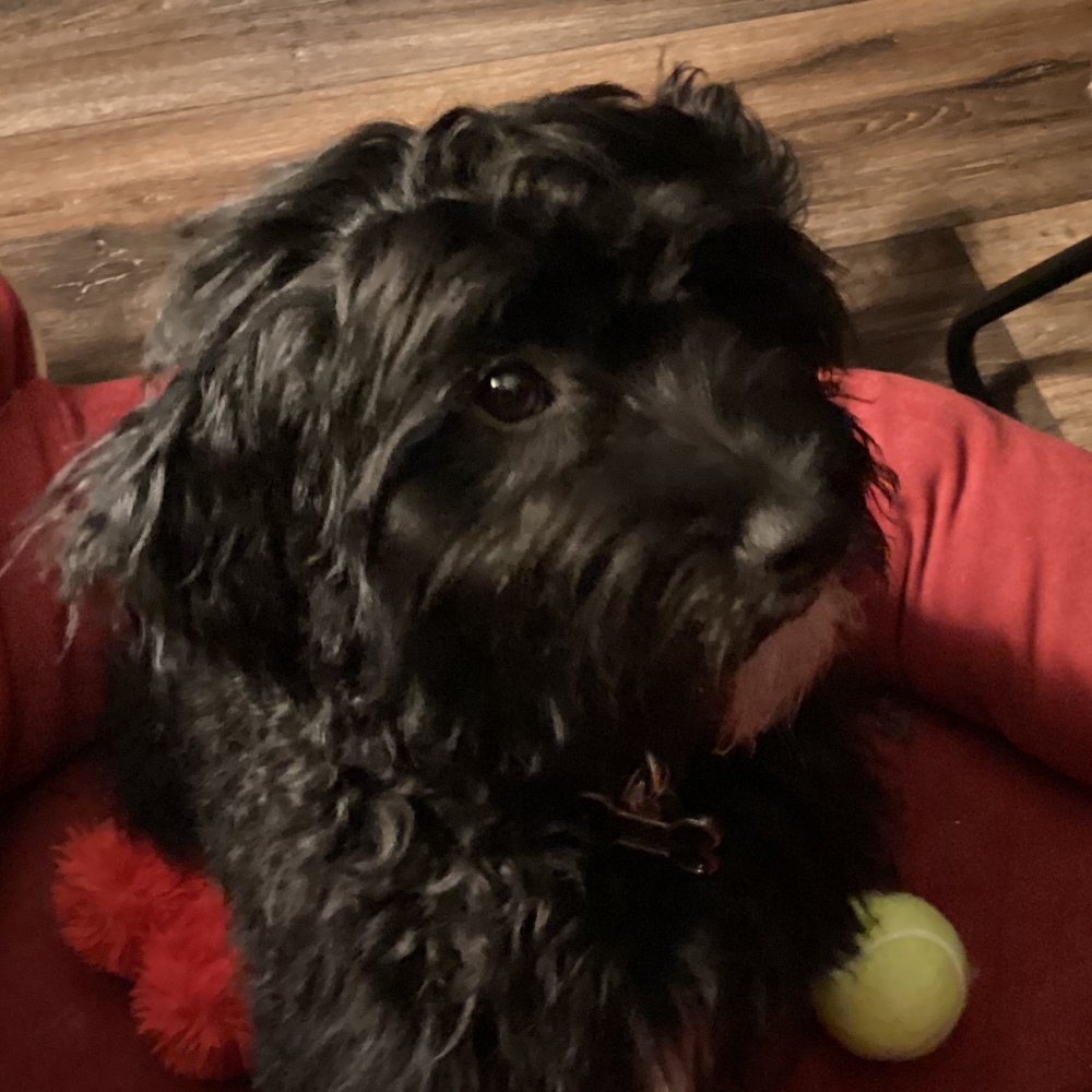 Meet your Posher, Riley